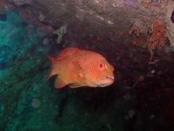 Coral trout under the wing of the B-25 Bomber at Wongat I... by Jan Messersmith 